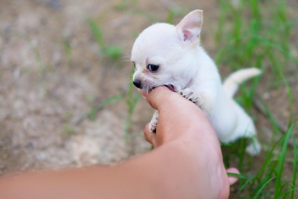 chihuahua, nature, dog, puppy, play, pet, animal, young dog, domestic, canine, cute, playful, closeup