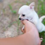 chihuahua, nature, dog, puppy, play, pet, animal, young dog, domestic, canine, cute, playful, closeup